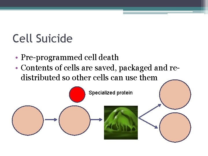 Cell Suicide • Pre-programmed cell death • Contents of cells are saved, packaged and