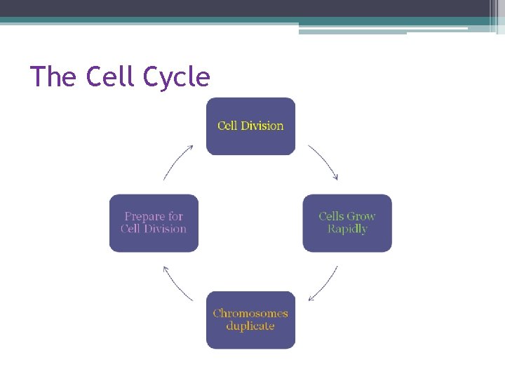 The Cell Cycle 