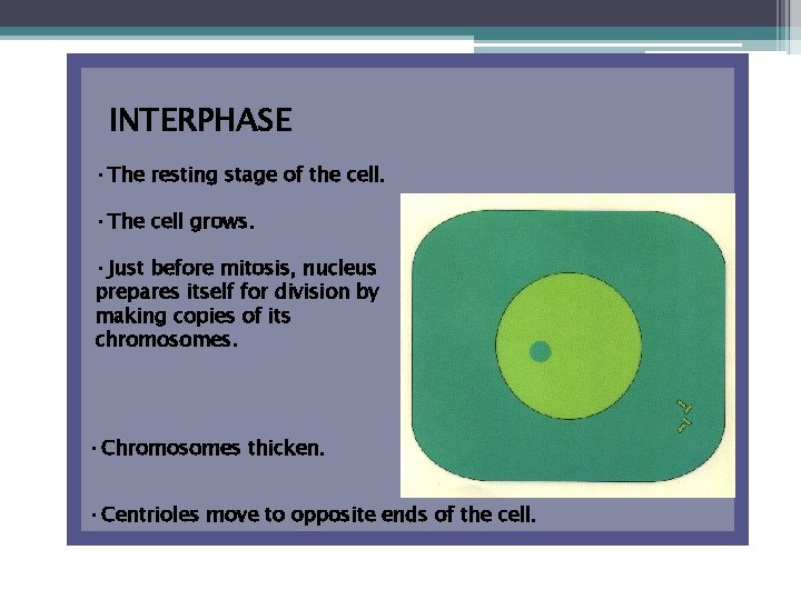 INTERPHASE • The resting stage of the cell. • The cell grows. • Just