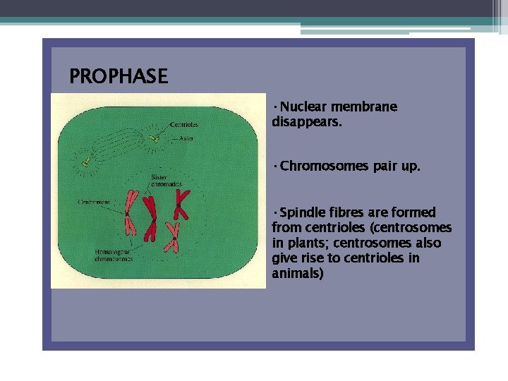 PROPHASE • Nuclear membrane disappears. • Chromosomes pair up. • Spindle fibres are formed