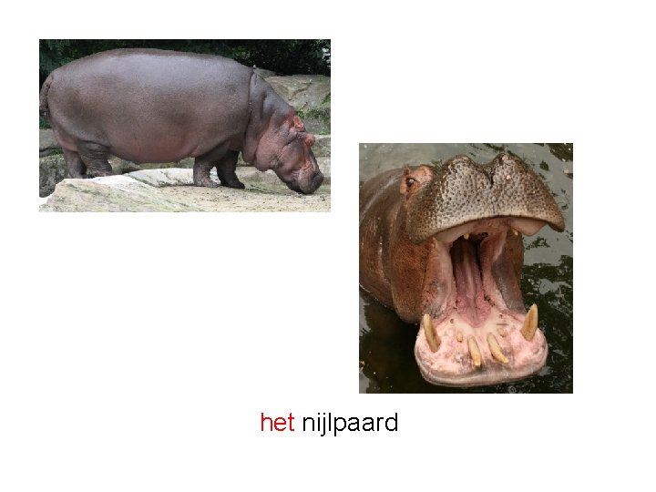 het nijlpaard 