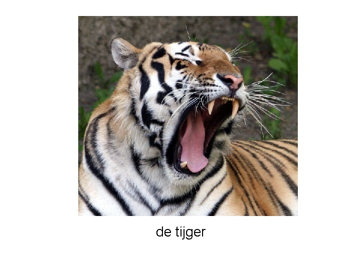 de tijger 