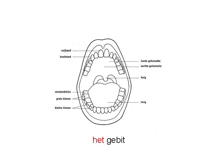 het gebit 