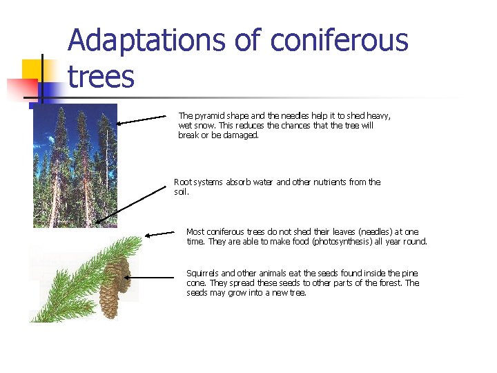 Adaptations of coniferous trees The pyramid shape and the needles help it to shed