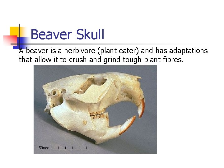 Beaver Skull A beaver is a herbivore (plant eater) and has adaptations that allow