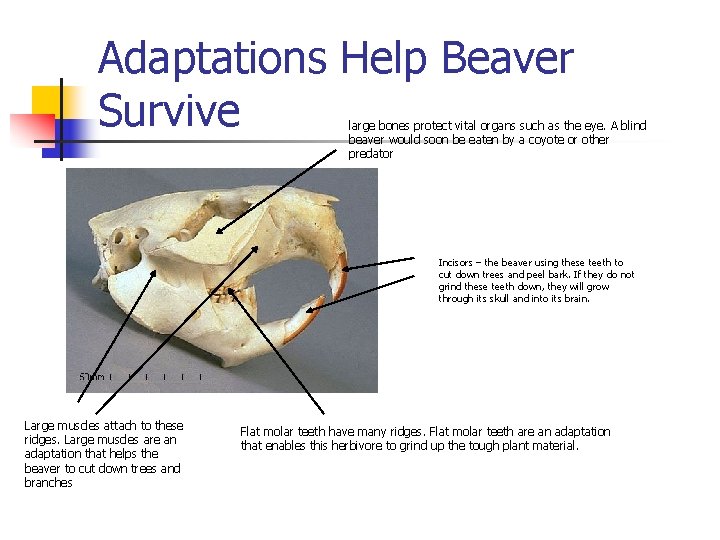 Adaptations Help Beaver Survive large bones protect vital organs such as the eye. A