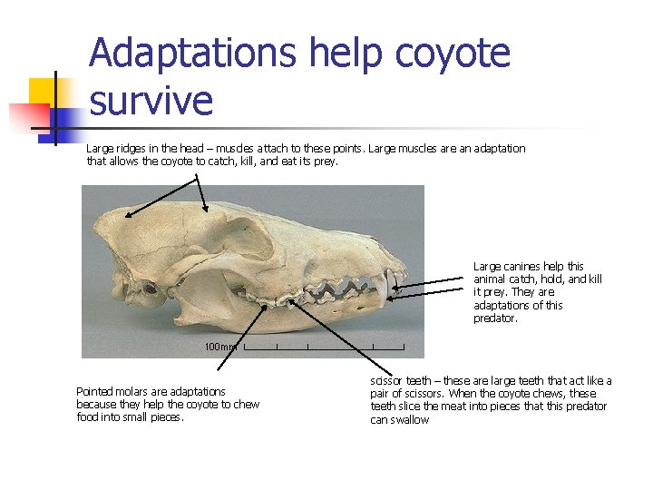 Adaptations help coyote survive Large ridges in the head – muscles attach to these