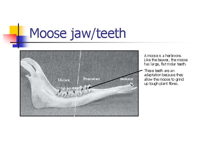 Moose jaw/teeth A moose is a herbivore. Like the beaver, the moose has large,