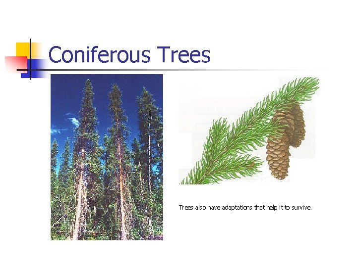Coniferous Trees also have adaptations that help it to survive. 