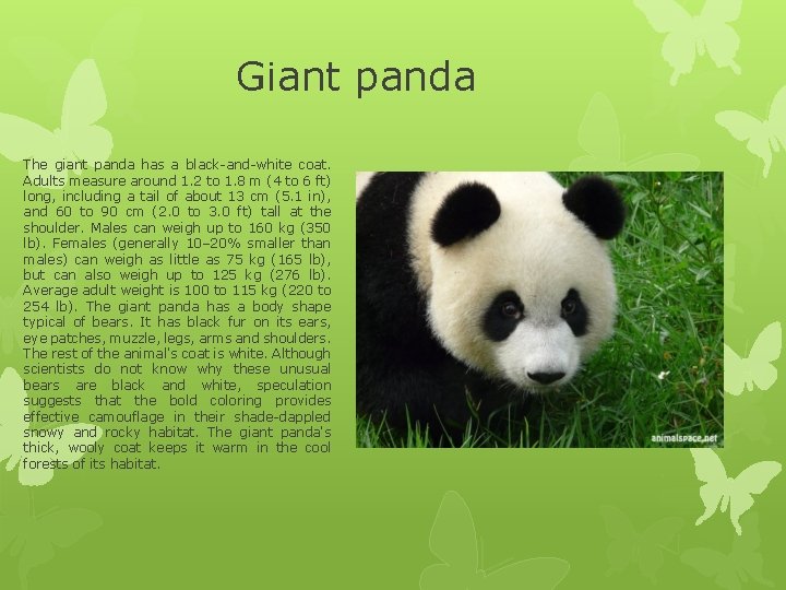 Giant panda The giant panda has a black-and-white coat. Adults measure around 1. 2 Giant panda The giant panda has a black-and-white coat. Adults measure around 1. 2