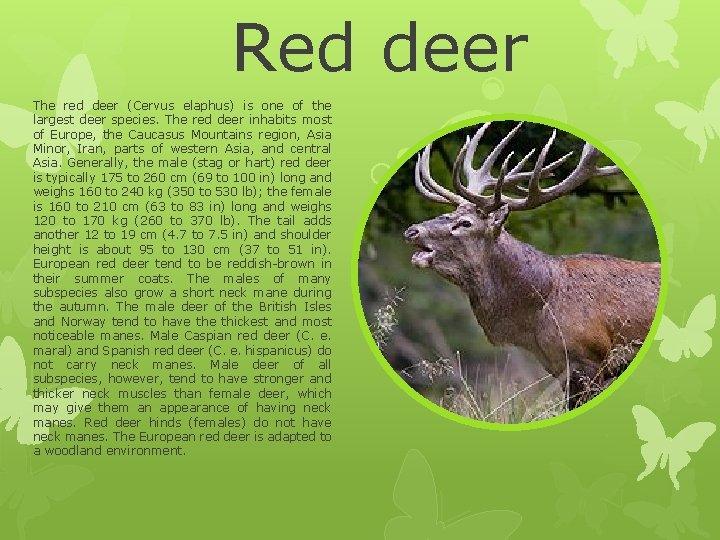 Red deer The red deer (Cervus elaphus) is one of the largest deer species. Red deer The red deer (Cervus elaphus) is one of the largest deer species.