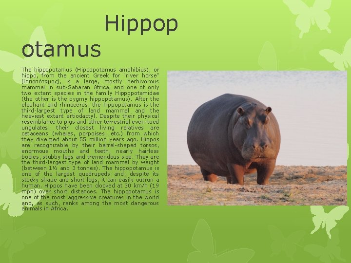 otamus Hippop The hippopotamus (Hippopotamus amphibius), or hippo, from the ancient Greek for "river otamus Hippop The hippopotamus (Hippopotamus amphibius), or hippo, from the ancient Greek for "river