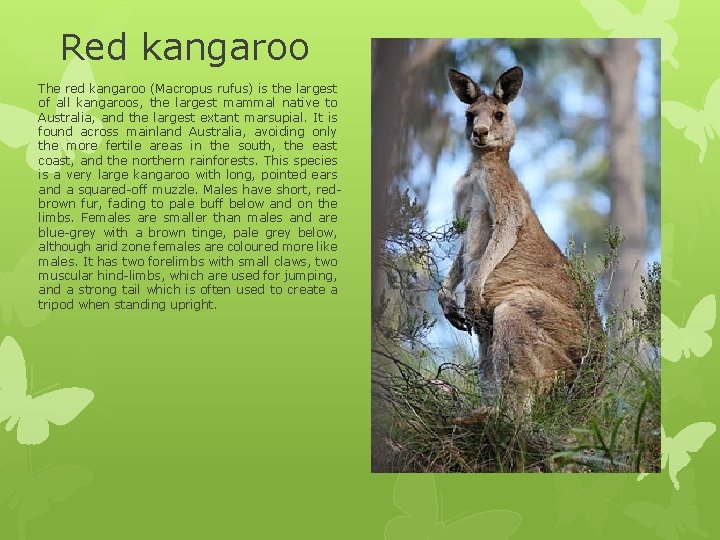 Red kangaroo The red kangaroo (Macropus rufus) is the largest of all kangaroos, the Red kangaroo The red kangaroo (Macropus rufus) is the largest of all kangaroos, the