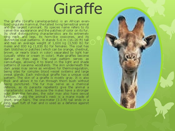 Giraffe The giraffe (Giraffa camelopardalis) is an African eventoed ungulate mammal, the tallest living Giraffe The giraffe (Giraffa camelopardalis) is an African eventoed ungulate mammal, the tallest living