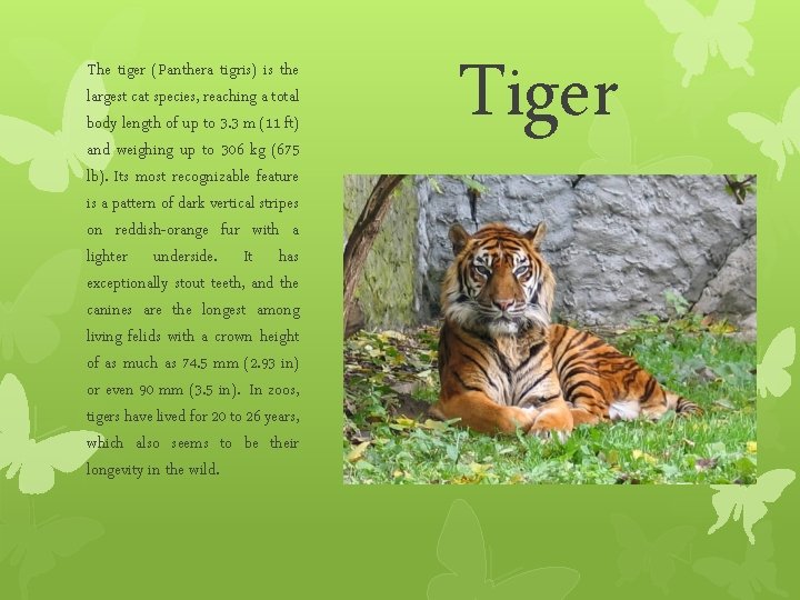 The tiger (Panthera tigris) is the largest cat species, reaching a total body length The tiger (Panthera tigris) is the largest cat species, reaching a total body length