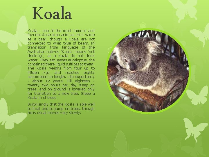 Koala - one of the most famous and favorite Australian animals. Him name as Koala - one of the most famous and favorite Australian animals. Him name as