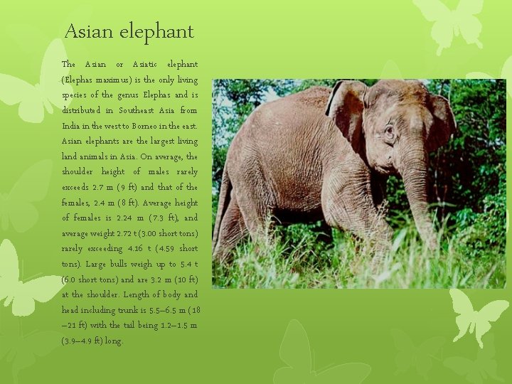 Asian elephant The Asian or Asiatic elephant (Elephas maximus) is the only living species Asian elephant The Asian or Asiatic elephant (Elephas maximus) is the only living species