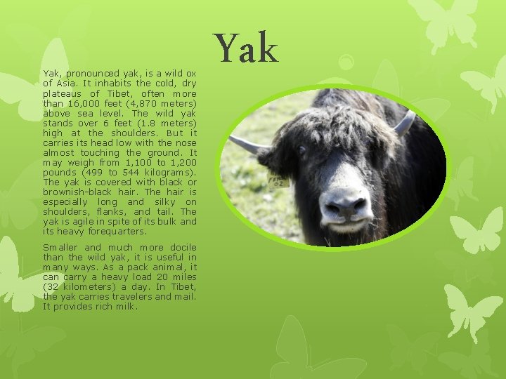 Yak, pronounced yak, is a wild ox of Asia. It inhabits the cold, dry Yak, pronounced yak, is a wild ox of Asia. It inhabits the cold, dry