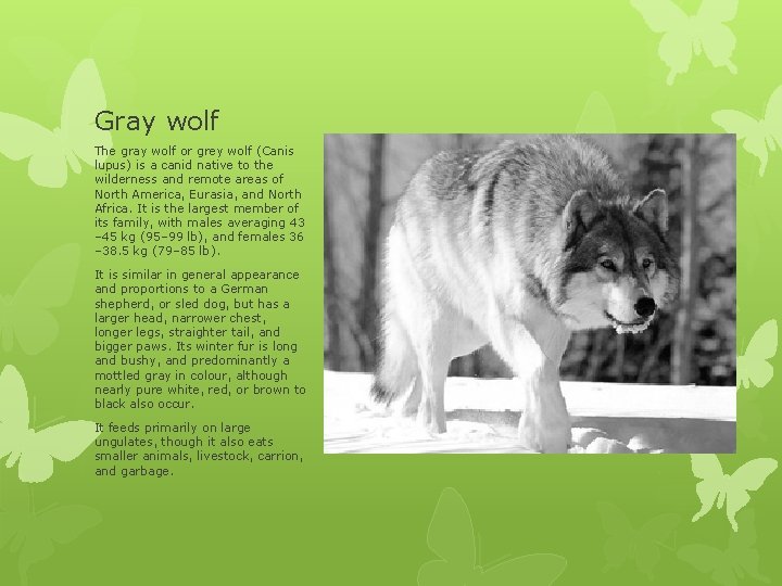 Gray wolf The gray wolf or grey wolf (Canis lupus) is a canid native Gray wolf The gray wolf or grey wolf (Canis lupus) is a canid native