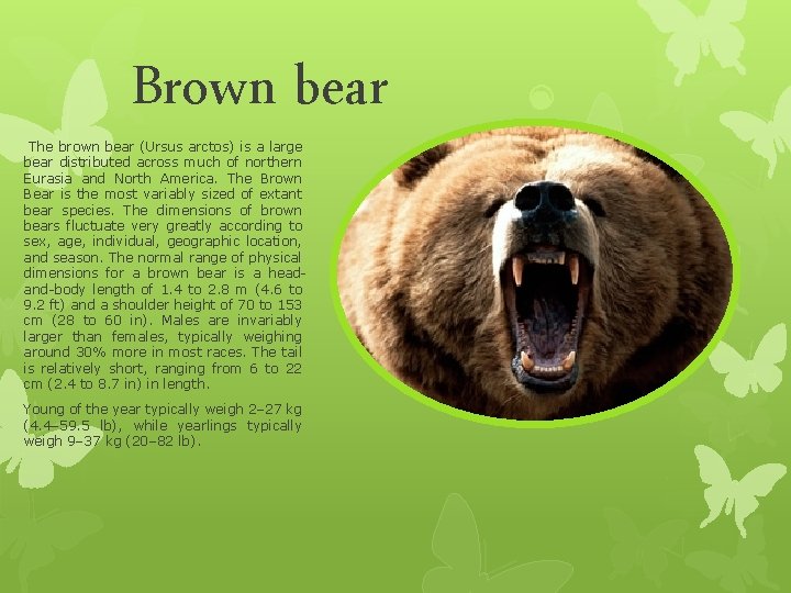Brown bear The brown bear (Ursus arctos) is a large bear distributed across much Brown bear The brown bear (Ursus arctos) is a large bear distributed across much