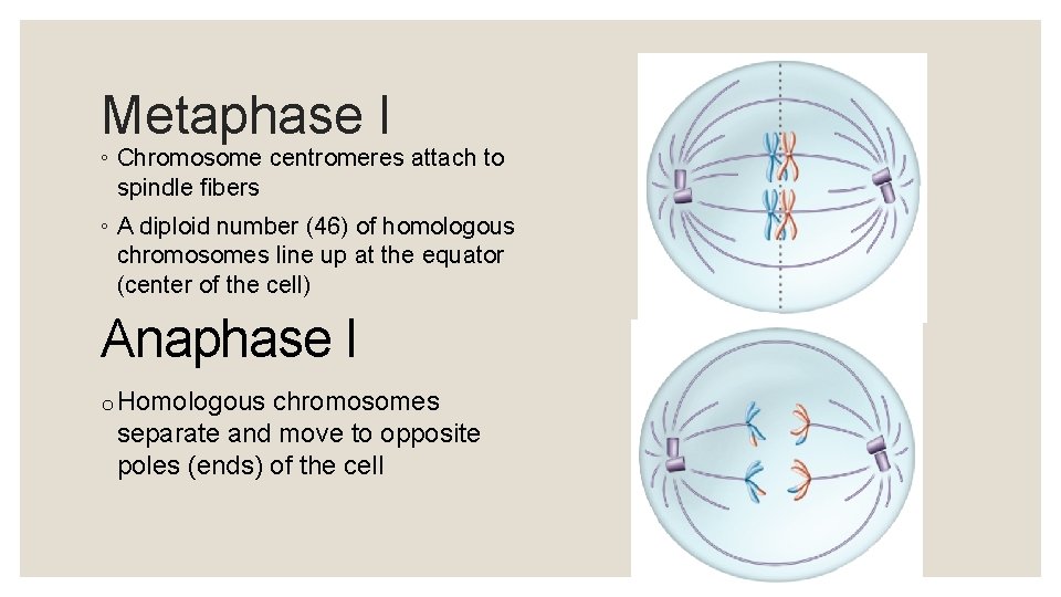 Metaphase I ◦ Chromosome centromeres attach to spindle fibers ◦ A diploid number (46)