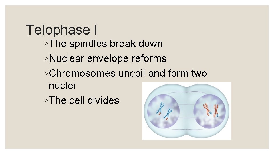 Telophase I ◦ The spindles break down ◦ Nuclear envelope reforms ◦ Chromosomes uncoil