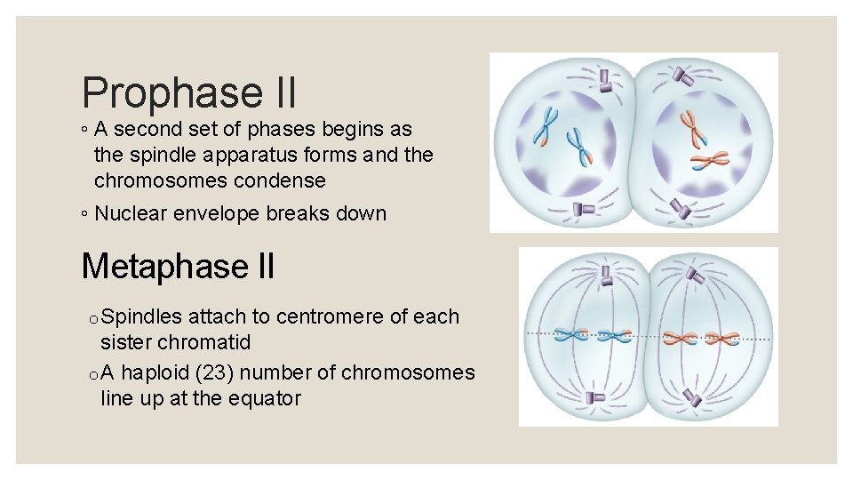 Prophase II ◦ A second set of phases begins as the spindle apparatus forms