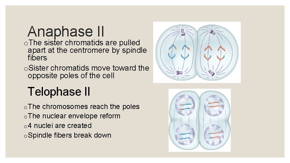 Anaphase II o. The sister chromatids are pulled apart at the centromere by spindle