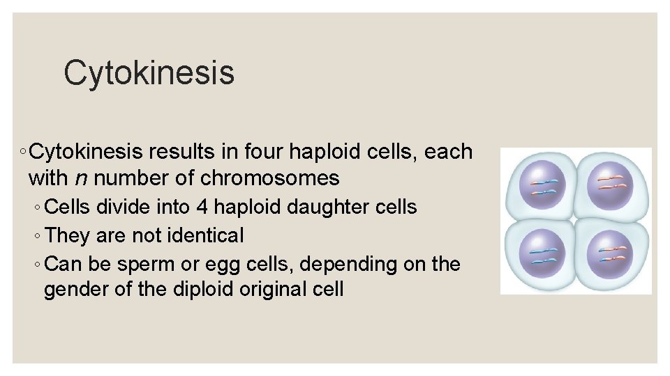 Cytokinesis ◦ Cytokinesis results in four haploid cells, each with n number of chromosomes