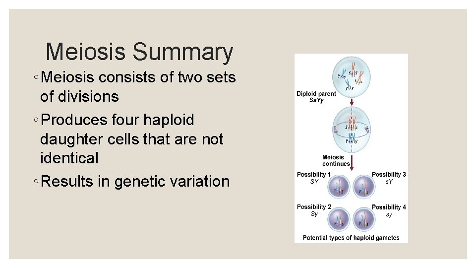 Meiosis Summary ◦ Meiosis consists of two sets of divisions ◦ Produces four haploid