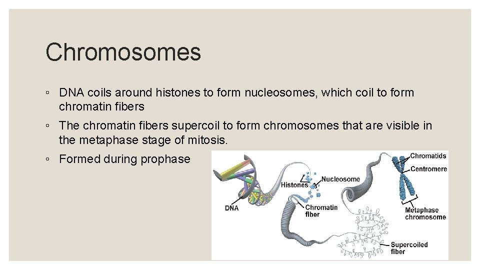 Chromosomes ◦ DNA coils around histones to form nucleosomes, which coil to form chromatin