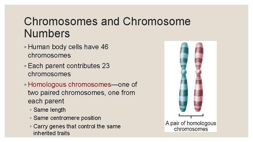 Chromosomes and Chromosome Numbers ◦ Human body cells have 46 chromosomes ◦ Each parent