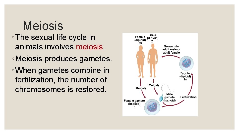 Meiosis ◦ The sexual life cycle in animals involves meiosis. ◦ Meiosis produces gametes.