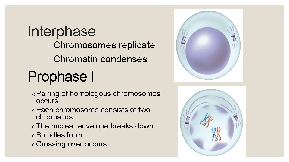 Interphase ◦ Chromosomes replicate ◦ Chromatin condenses Prophase I o Pairing of homologous chromosomes