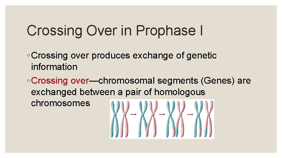 Crossing Over in Prophase I ◦ Crossing over produces exchange of genetic information ◦