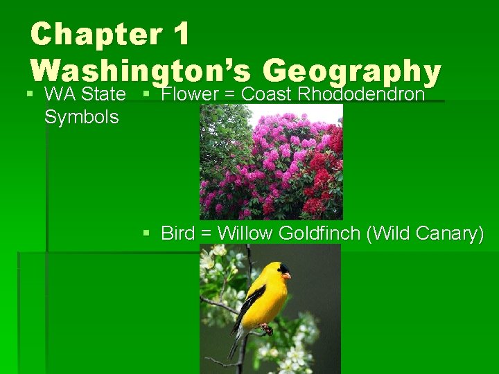 Chapter 1 Washington’s Geography § WA State § Flower = Coast Rhododendron Symbols §