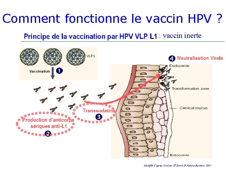 Comment fonctionne le vaccin HPV ? : vaccin inerte 