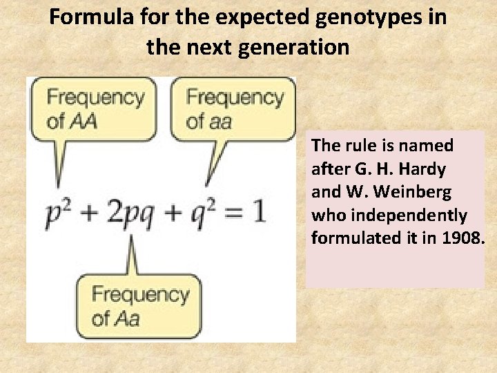 Formula for the expected genotypes in the next generation The rule is named after