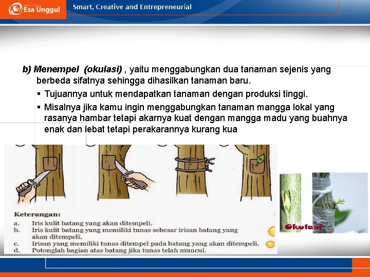 b) Menempel (okulasi) , yaitu menggabungkan dua tanaman sejenis yang berbeda sifatnya sehingga dihasilkan