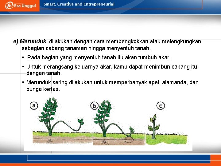 e) Merunduk, dilakukan dengan cara membengkokkan atau melengkungkan sebagian cabang tanaman hingga menyentuh tanah.