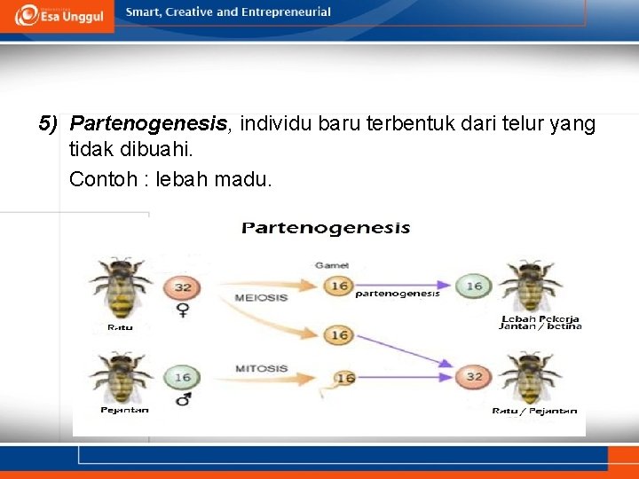 5) Partenogenesis, individu baru terbentuk dari telur yang tidak dibuahi. Contoh : lebah madu.