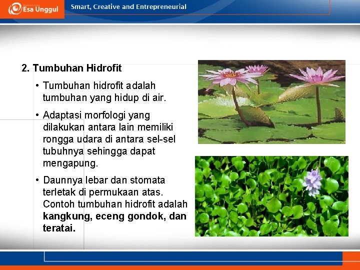 2. Tumbuhan Hidrofit • Tumbuhan hidrofit adalah tumbuhan yang hidup di air. • Adaptasi