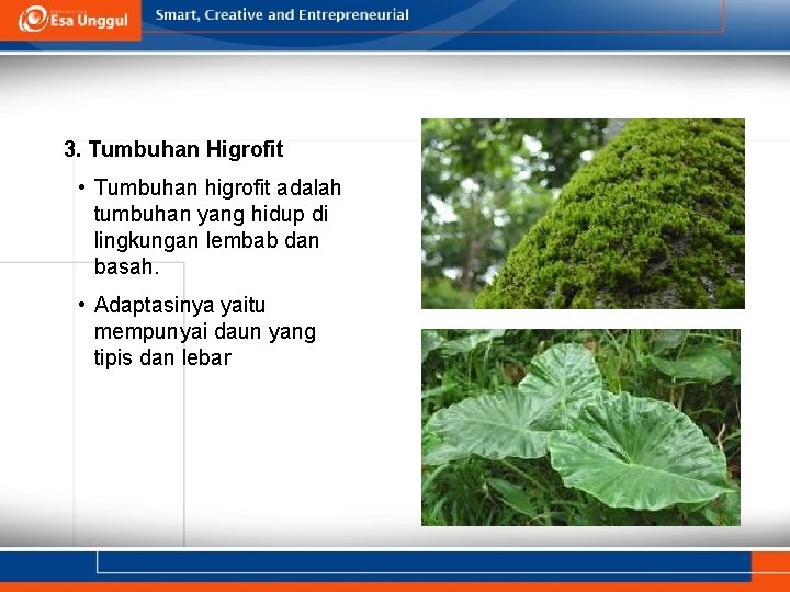 3. Tumbuhan Higrofit • Tumbuhan higrofit adalah tumbuhan yang hidup di lingkungan lembab dan
