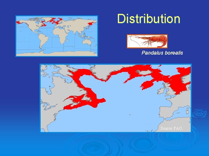 Sanderling Distribution Oceanographic Indicators for Management of Northern Shrimp in