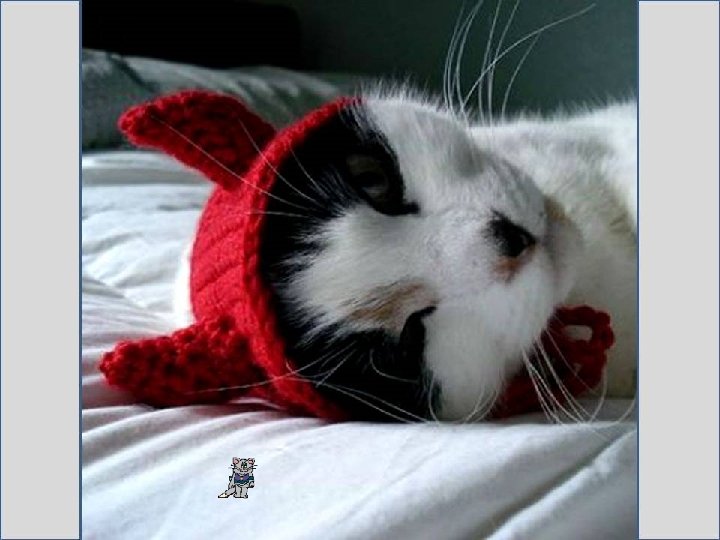 Dguisements Des Chats Illustrations Du Net Musical Avancez