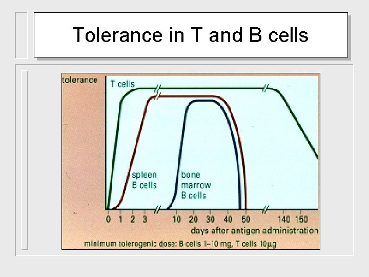 Tolerance in T and B cells 