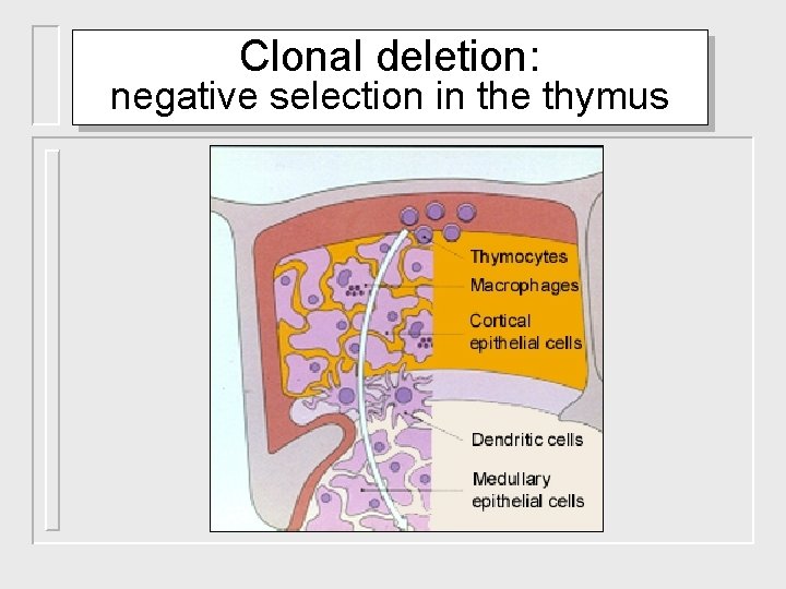 Clonal deletion: negative selection in the thymus 