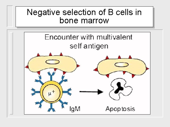 Negative selection of B cells in bone marrow 