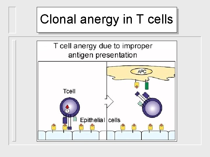 Clonal anergy in T cells 