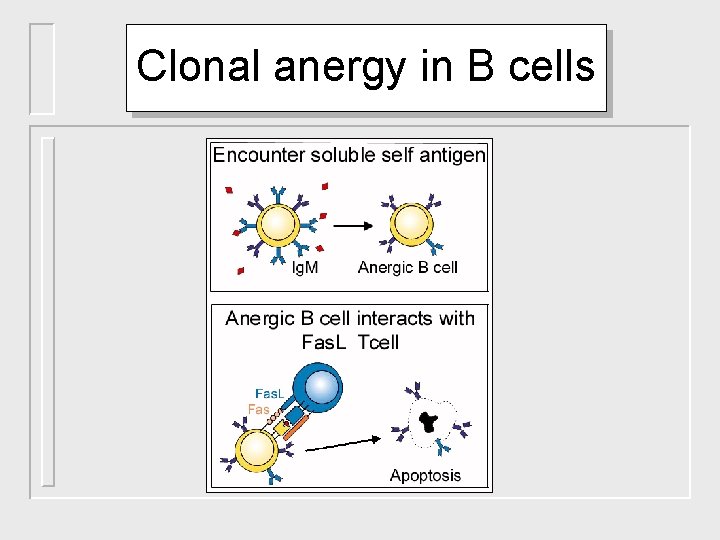 Clonal anergy in B cells 